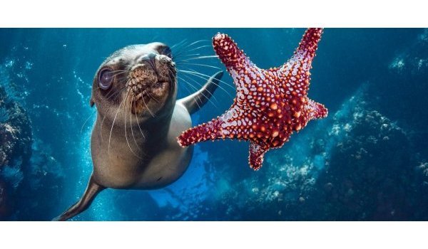 Traité sur la protection de la biodiversité en haute mer (BBNJ - Biodiversity Beyond National Jurisdiction)