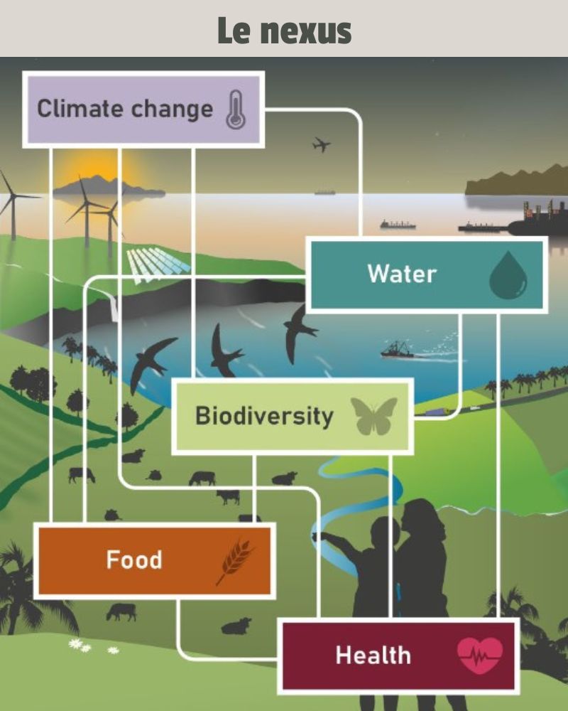 IPBES rapport sur les interconnections entre biodiversité, eau, alimentation et santé, décembre 2024.